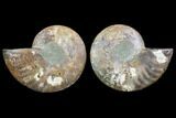 Cut & Polished Ammonite Fossil - Agatized #78394-1